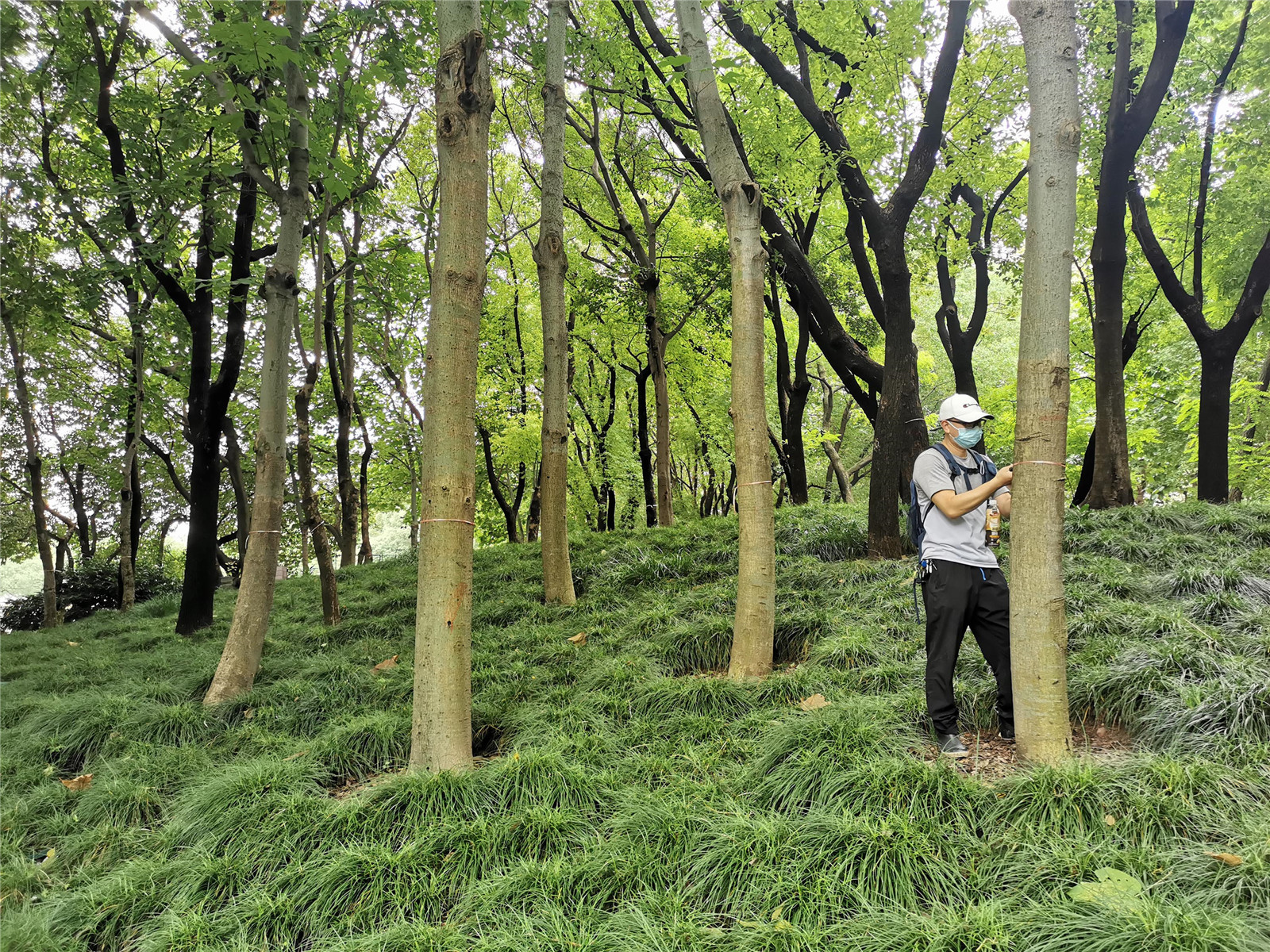 81樹木移植移除標記.jpg