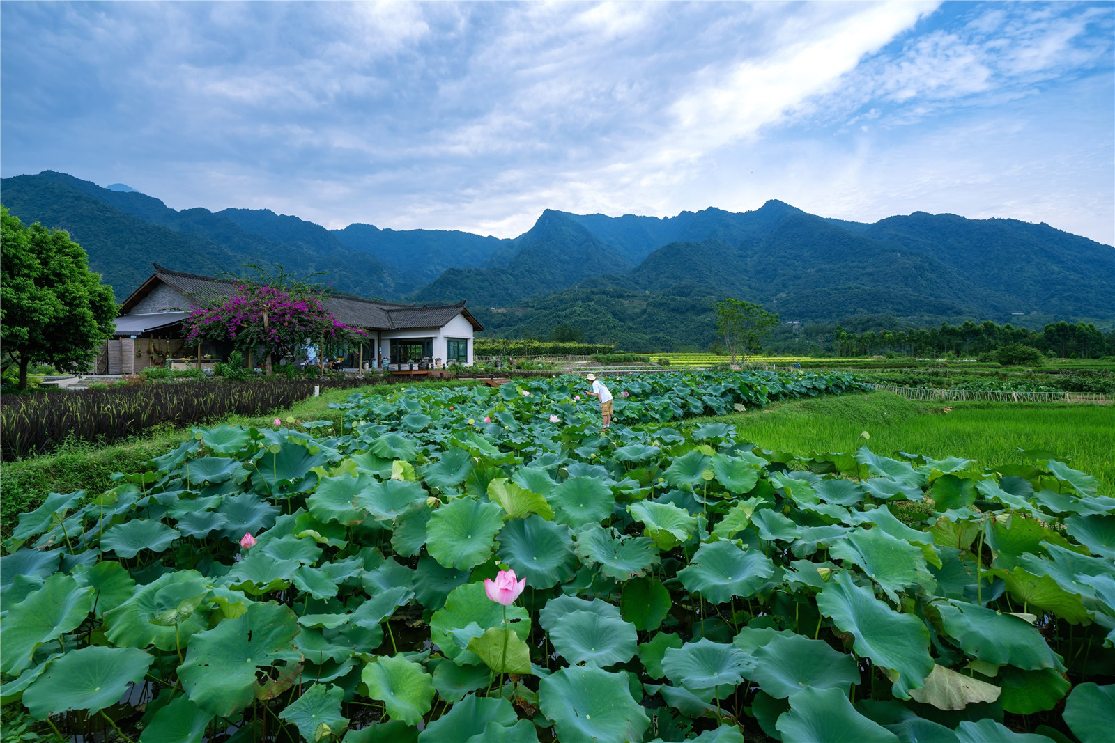 17-修舊如舊的“田間本味”餐廳?樂道景觀.jpg