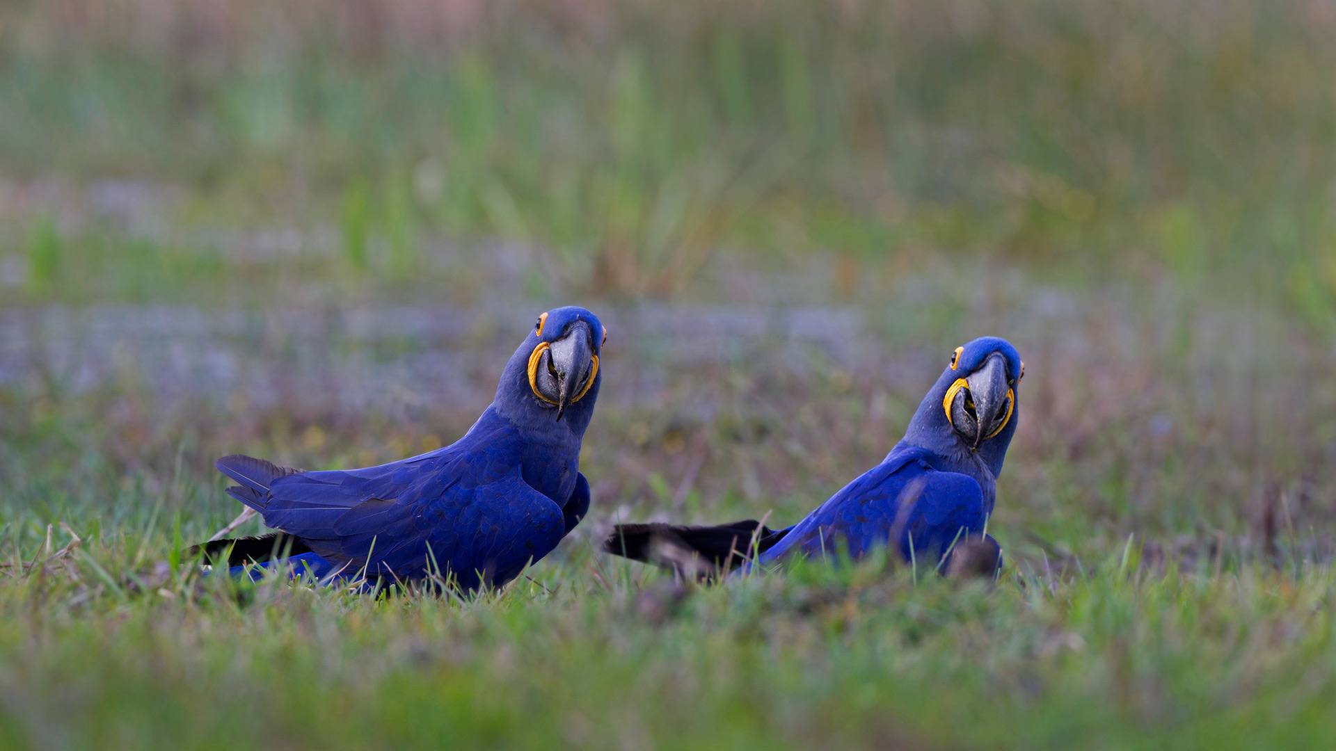 HyacinthMacaws_ZH-CN1191345036_1920x1080.jpg